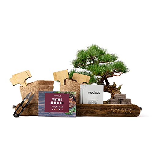 schwarzerle bonsai Schwarzerle (Alnus glutinosa) – wurzelnackt – ↕80–100 – 50x — Planten247.nl