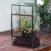 Ncyp Terrarium