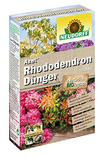 ist ein rhododendron winterhart Zwerg-Rhododendron 'Graziella' – Rhododendron ponticum, ca. 50 cm main image 1