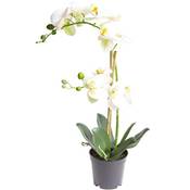 Nova-Nature künstliche Orchidee Bora Vergleich