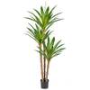 Oairse Yucca Palme