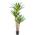 Oairse Yucca Palme