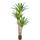 Oairse Yucca Palme