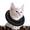 Halskrause Katze