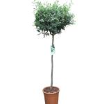 Olive Grove Olivenbaum - Halbstamm (110 cm)