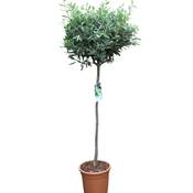 Olive Grove Olivenbaum - Halbstamm (110 cm)