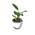 Olive Grove Strelitzie-Pflanze