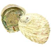 Osters Muschel-Sammler Abalone-Muschel