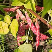 Owngrown Rote Bohnen Samen Vergleich