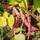 Owngrown Rote Bohnen Samen