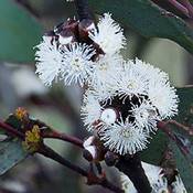 Owngrown Schnee-Eukalyptus Vergleich