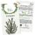 OwnGrown Thymian-Samen