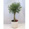 PalmenLager.de Olea europea