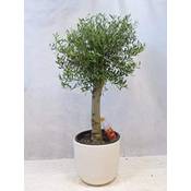 PalmenLager.de Olea europea