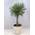 PalmenLager.de Olea europea