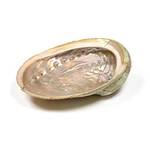 Panotophia Abalone-Muschel