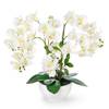 Pasch Orchidee
