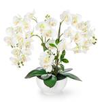Pasch Orchidee
