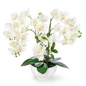 Pasch Orchidee