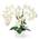 Pasch Orchidee