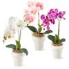Pasch Orchideen P50