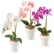 Pasch Orchideen P50