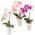 Pasch Orchideen P50