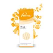 Pascoe Thuja Similiaplex