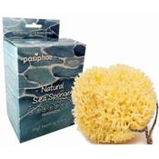 Pasiphae Natürlicher Meeresschwamm