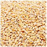 Petigi Futterweizen 25 kg