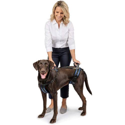 Tragehilfe-Hund Test & Vergleich » Top 13 im Februar 2024
