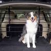 Auto-Hundegitter