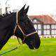 Pferdelinis Halfter für Pferd Warmblut Vergleich