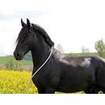 Pferdeseile Halsring