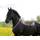 Pferdeseile Halsring