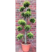 Pflanzen Böring Bonsai Zypresse Kugelbaum