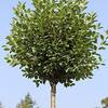 Kugelbaum