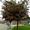Kugelbaum