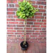 Pflanzen Böring Ginkgo biloba Mariken