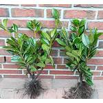 Pflanzen Böring Prunus laurocerasus Novita