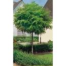 Pflanzen Böring Robinie