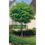 Kugelbaum
