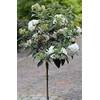 Pflanzen Böring Schneeball-Stämmchen, Viburnum Eskimo