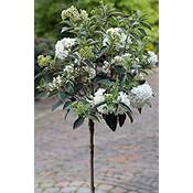 Pflanzen Böring Schneeball-Stämmchen, Viburnum Eskimo