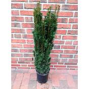 Pflanzen Böring Taxus baccata Fastigiata Vergleich