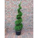 Pflanzen Böring Thuja Spirale