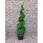 Thuja