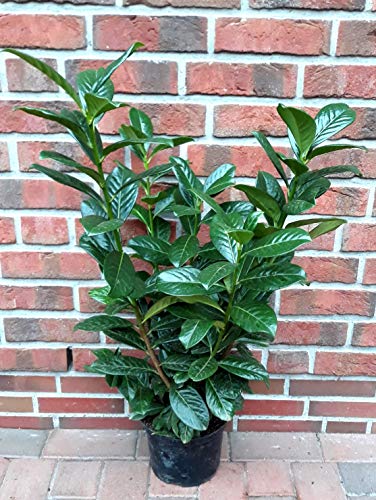 monstera deliciosa mint variegated Monstera deliciosa 'Mint' – The Plant Lady SF main image 0