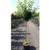 Pflanzen für Dich Apfelbaum