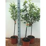 Pflanzen für Dich Apfelbaum Cox Orange
